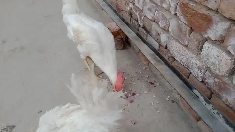 Right Side View of Chicken Eating Breakfast in Daylight Stockbeeldmateriaal 347182706