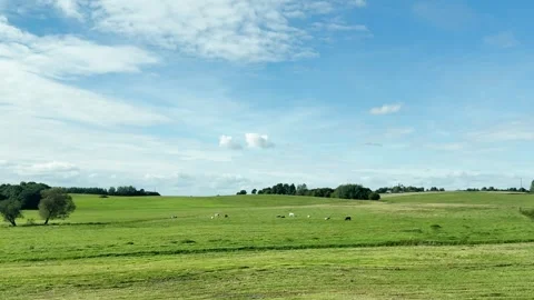 Right side view driving plate of green pasture with grazing cattle Video stock 345844351
