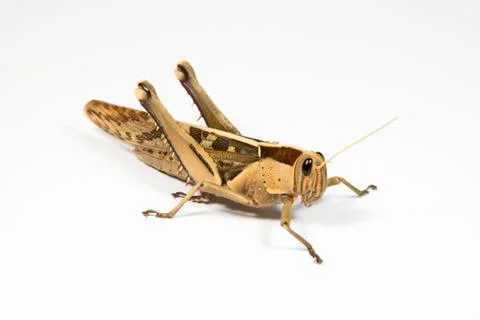 Right side view of grasshopper on white Stock Photos
