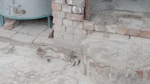 Right Side View of Resting Domestic Cat Stock Footage 347248853