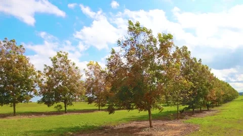 Right slow pan of a pecan orchard in the south Stock Footage 143209982