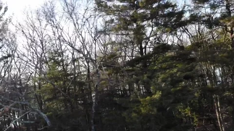 Right tree skyline pann Video stock 153563776