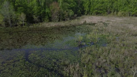 Right turn over flight of swamp Stock Footage 239075581