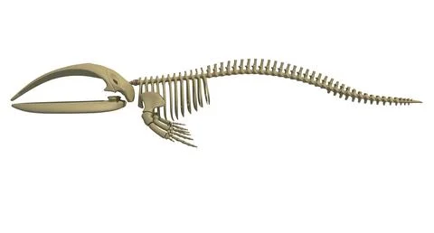 Right Whale Skeleton 3D Model
