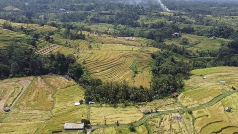 Rightward circle into rice fields Stock Footage 329868013