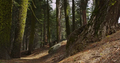 Rightward Pan Up a Moss Covered Tree Stock Footage 37456076