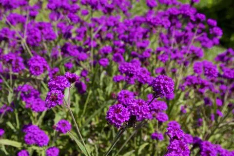 Rigid verbena Stock Photos