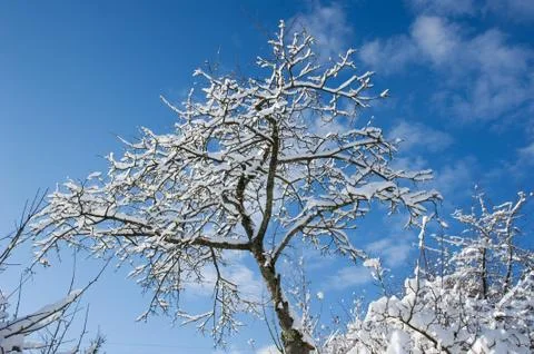 Rigor of winter Stock Photos