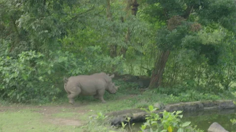 Rihno running  Stock Footage 245836937