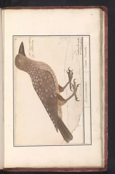 Rijksmuseum, 16th-20th ct, Nutcracker (nucifraga caryocatactes); Cariocatactes. Stock Photos