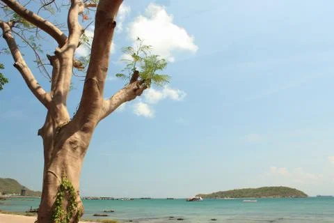 Rim beach tree Stock Photos