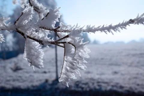 Rime on a branch Stock Photos
