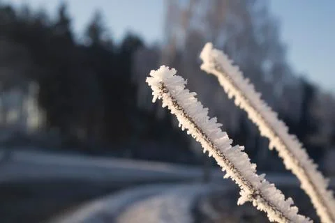 Rime on a branch Stock Photos
