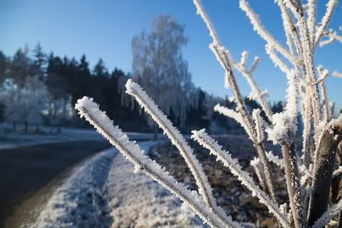 Rime on a branch Stock Photos