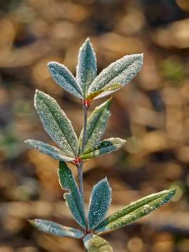 Rime covered leafs Stock Photos