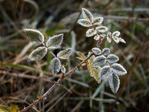 Rime covered leafs Stock Photos