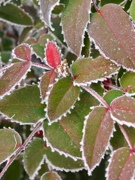 Rime covered leafs Stock Photos
