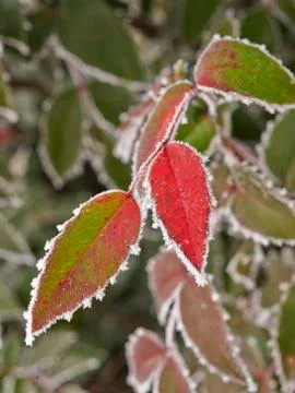 Rime covered leafs Stock Photos