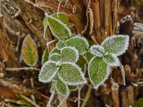 Rime covered leafs Stock Photos