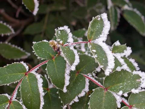 Rime covered leafs Stock Photos
