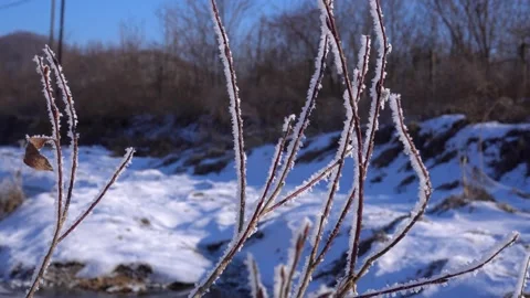 Rime-Covered Reddish Branches Against Snow Field and Blue Sky Stock Footage 342258073