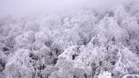Rime covered trees on a mountain peak during a cold winter morning Video stock 341958020