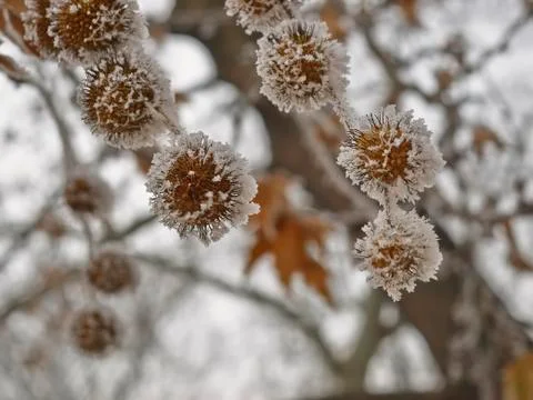 Rime coverered plane tree seed Stock Photos