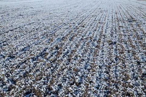 Rime on field Stock Photos