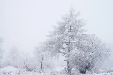 Rime forest Stock Photos