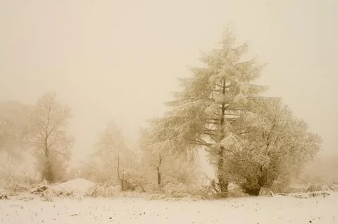 Rime forest Stock Photos