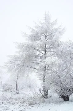 Rime forest Stock Photos