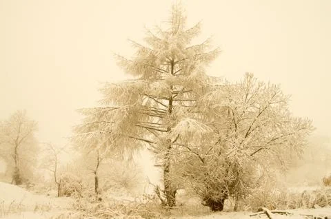 Rime forest Stock Photos