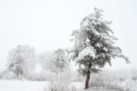 Rime forest Stock Photos