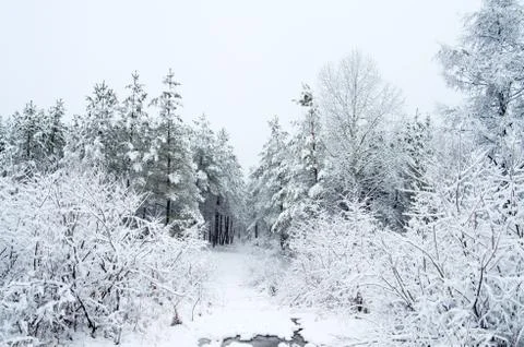 Rime forest Stock Photos
