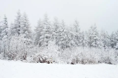 Rime forest Stock Photos