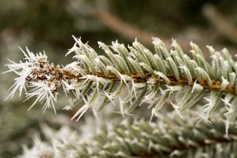 Rime, hoarfrost on a pine branch Stock Photos