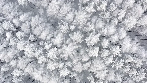Rime ice on forest trees in winter. Drone view. Stock Footage 144672574
