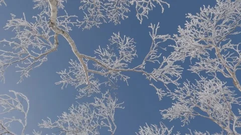 Rime ice tree branches and blue sky turning slow motion Stock Footage 246109660
