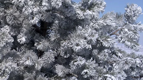 Rime Ice on Trees Stock Footage 54757785