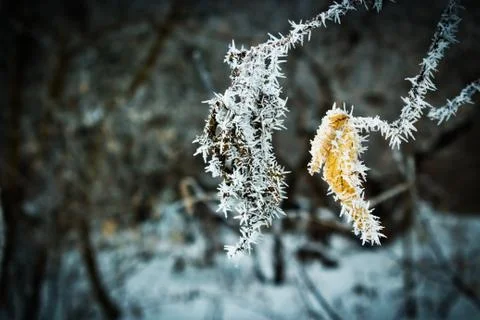 Rime Stock Photos