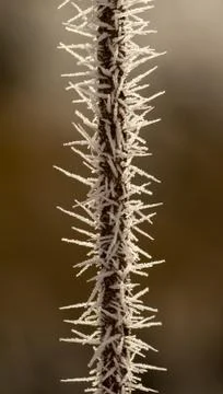 Rime on a thin branch Stock Photos