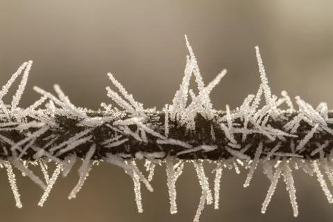 Rime on a thin branch Stock Photos