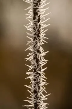 Rime on a thin branch Stock Photos