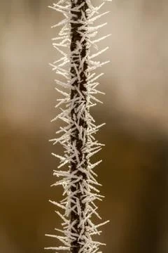 Rime on a thin branch Stock Photos