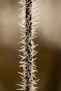 Rime on a thin branch Stock Photos