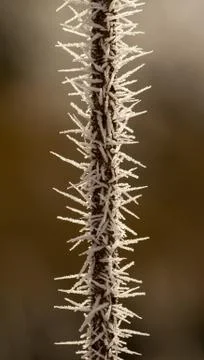 Rime on a thin branch Stock Photos