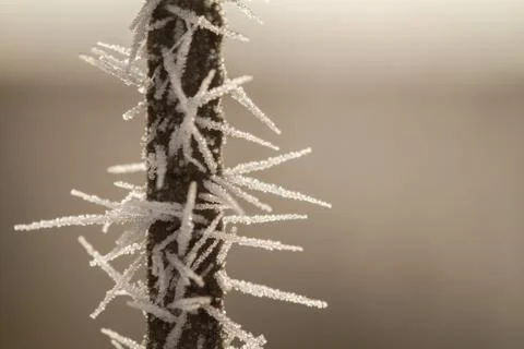 Rime on a thin branch Stock Photos
