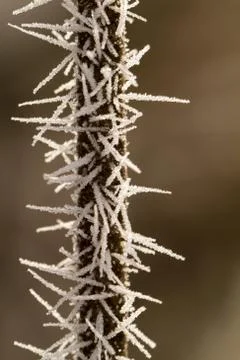 Rime on a thin branch Stock Photos
