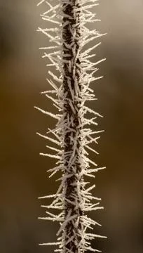 Rime on a thin branch Stock Photos