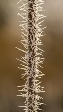 Rime on a thin branch Stock Photos